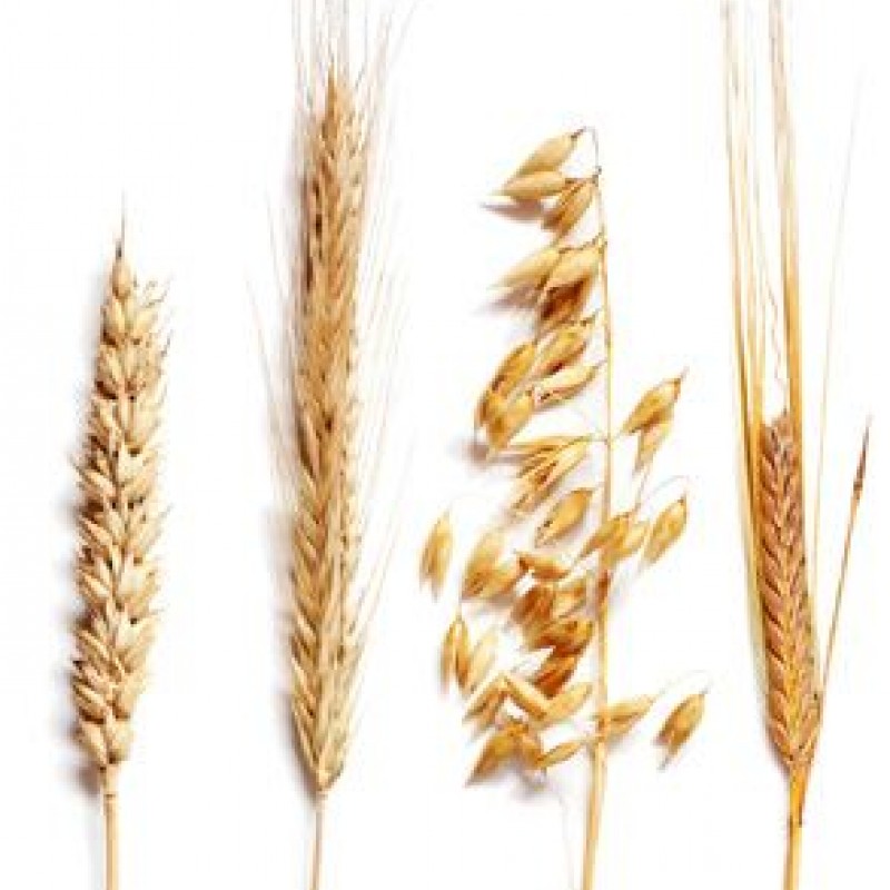 Nachweis von Gluten in Lebensmitteln labor&more